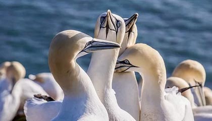 开云体育充值-曼城3-1莱斯特城，哈兰德独中两元，曼城2_0莱斯特城