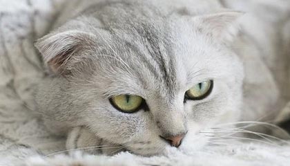 开云体育充值-曼城3-1莱斯特城，哈兰德独中两元，曼城2_0莱斯特城