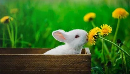 开云体育充值-曼城3-1莱斯特城，哈兰德独中两元，曼城2_0莱斯特城